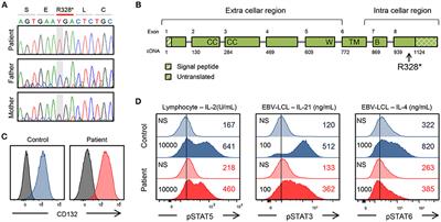 Epstein-Barr Virus-Associated γδ T-Cell Lymphoproliferative Disorder Associated With Hypomorphic IL2RG Mutation